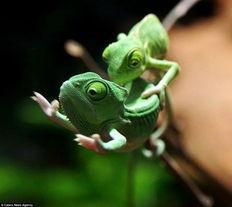 变色龙演员,演绎人生百态的舞台传奇