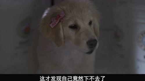 搞笑宠物类电影